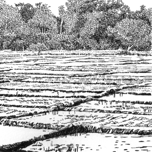 The Paddy Field (Kumbura)